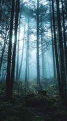 Fototapeta premium Misty Forest Scene with Tall Trees and Ethereal Light Rays