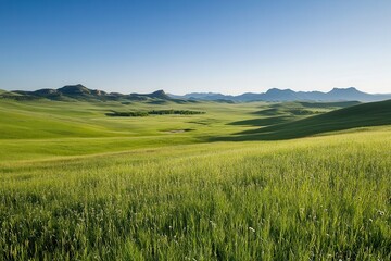 Obraz premium Morning Tranquility in a Vast Green Landscape Under a Clear Blue Sky. Generative AI