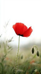 Obraz premium Bright Red Poppy Flower Against Soft Natural Background