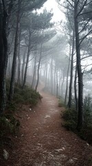 Obraz premium Misty Forest Pathway Through Tall Pine Trees in a Foggy Atmosphere