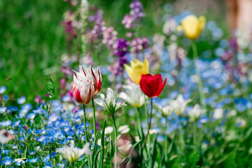 足立区の農業公園に咲くチューリップの花