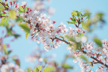 足立区の農業公園に咲くチューリップの花