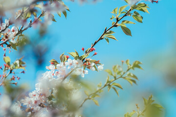 足立区の農業公園に咲くチューリップの花