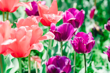 足立区の農業公園に咲くチューリップの花