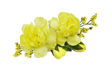 Set of yellow carnation flowers isolated on white or transparent background