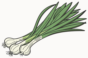 Photo of a bunch of green onions on a white background, taken from above, showing the entire bunch, the onions are green and white with long, thin, green leaves and white bulbs at the bottom, the ligh