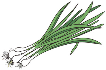 Photo of a bunch of green onions on a white background, taken from above, showing the entire bunch, the onions are green and white with long, thin, green leaves and white bulbs at the bottom, the ligh