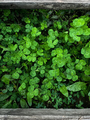 Lucky clover background green grass full frame