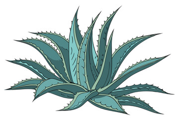 Blue agave plant, spiky leaves, succulent, sharp edges, symmetrical arrangement, desert flora, teal and green colors, botanical illustration, white background, high contrast, photorealistic, detailed 