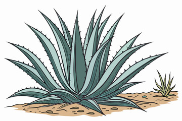 Blue agave plant, spiky leaves, succulent, sharp edges, symmetrical arrangement, desert flora, teal and green colors, botanical illustration, white background, high contrast, photorealistic, detailed 