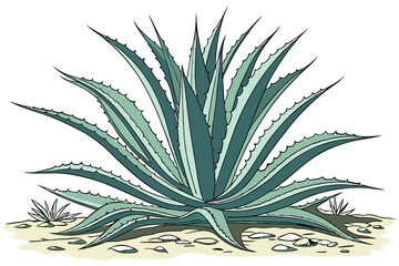 Blue agave plant, spiky leaves, succulent, sharp edges, symmetrical arrangement, desert flora, teal and green colors, botanical illustration, white background, high contrast, photorealistic, detailed 
