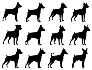 Fototapeta premium MINIATURE PINSCHER DOG SILHOUETTE ON WHITE BACKGROUND