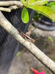 Grasshoppers on frangipani branches.