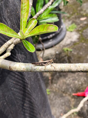 Grasshoppers on frangipani branches.