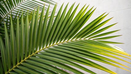 Obraz premium Close-up of a palm leaf against a natural setting, ready for copy.