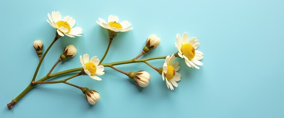 Top-Down View of White Daisies Against Vibrant Blue Background for Copy Space and Background Design Inspiration
