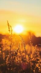 Obraz premium Golden Sunset Over Fields with Silhouetted Grass Blades