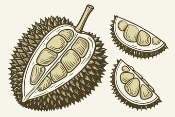 Botanical illustration, durian fruit, multiple angles, cross-section, spiky exterior, creamy flesh, realistic details, high resolution, isolated on white background, scientific accuracy, vintage botan