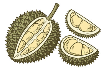 Botanical illustration, durian fruit, multiple angles, cross-section, spiky exterior, creamy flesh, realistic details, high resolution, isolated on white background, scientific accuracy, vintage botan