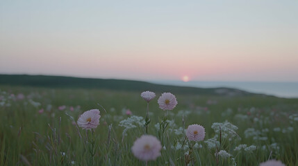 Sunrise over field of wildflowers, coastal view