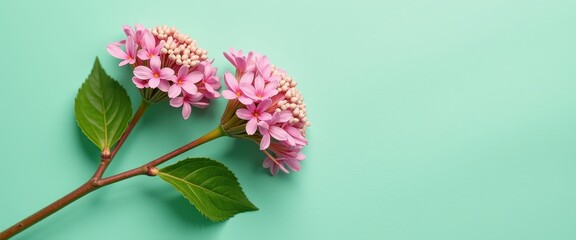 Vibrant Pink Flower Arranment on Turquoise Background for Copy Space Inspiration