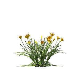 Zephyranthes candida, autumn zephyrlily, white windflower, white rain lily, Peruvian swamp lily, evergreen, small tree, bush, light for daylight, easy to use, 3d render, isolated