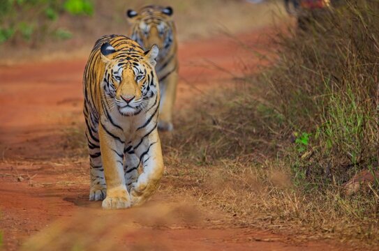 Two Bengal tigers walk along a dirt path surrounded by dry grass and sparse greenery. The leading tiger walks confidently towards the camera.