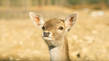 Young fawn deer looking up with large ears in nature preserve