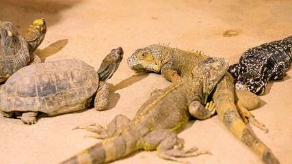 Green iguanas and tortoises resting on sand in terrarium