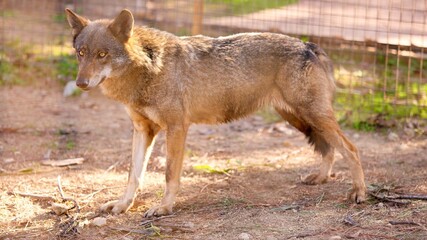 Iberian wolf standing in a sanctuary during golden hour