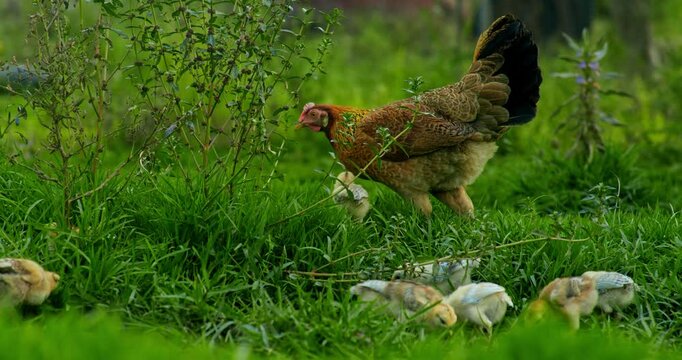 Indian Village Hen and Chicks Pecking Around