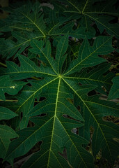 papaya leaf (Carica papaya), line pattern on papaya leaf, beautiful abstract pattern, green leaf background