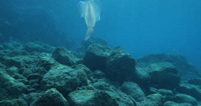 squid  underwater  calamari drifting and swimming underwater close and slow ocean scenery animal cephalopod : Decapodiformes sepioteuthis lessoniana