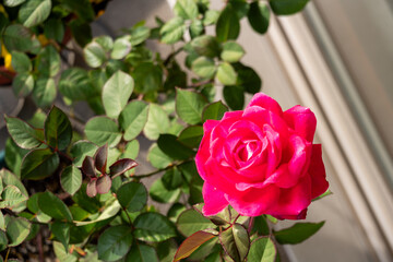 鮮やかな赤いバラの花と緑の葉