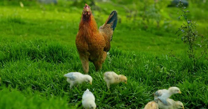 Indian Village Hen and Chicks Pecking Around