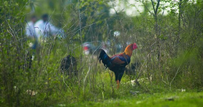 Indian Village Hen and Chicks Pecking Around