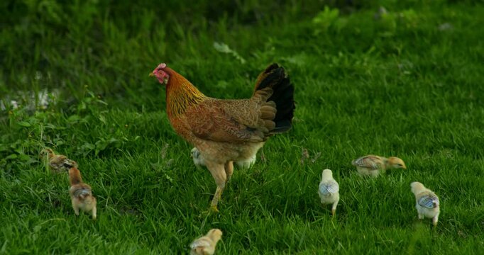 Indian Village Hen and Chicks Pecking Around