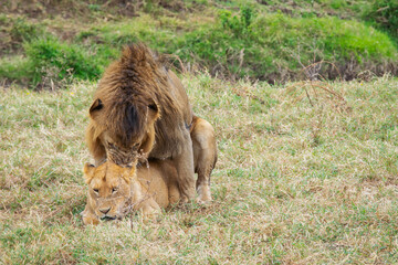 Lions copulating in Tanzania, Africa
