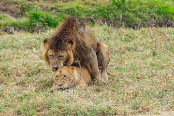 Lions copulating in Tanzania, Africa
