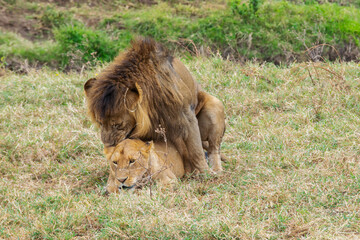 Lions copulating in Tanzania, Africa