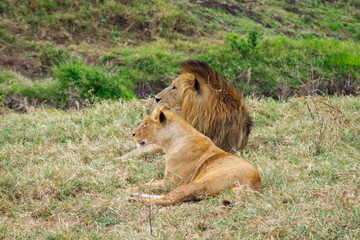 Lions copulating in Tanzania, Africa