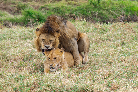 Lions copulating in Tanzania, Africa