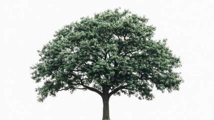 Lush green tree isolated on white; nature backdrop