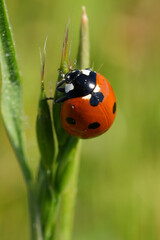Close-Up of a Ladybug on a Green Stem