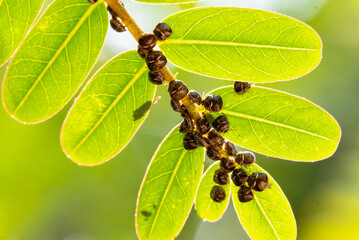 Bean plataspid or kudzu bug is an agricultural pest. It is a small, dark brown shield insect that emits a foul odor when touched, crushed or poked. Lablab bugs live on tree branches.