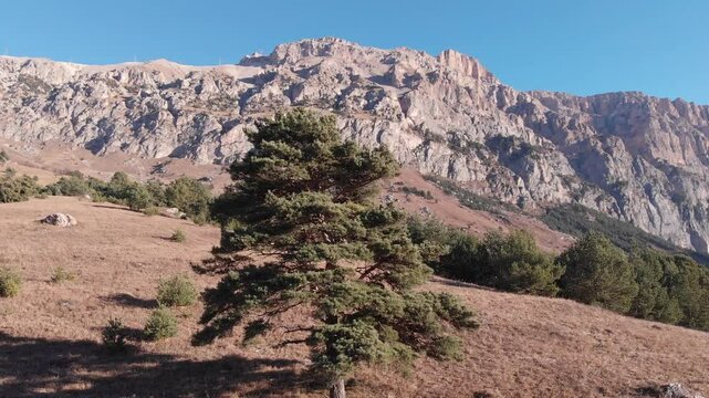 Caucasus, North Ossetia. Alagir gorge. Pine tree on an alpine meadow.