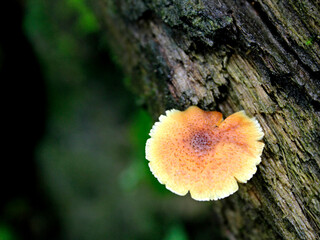 Cyptotrama asprata is a species of tiny fungus that is bright yellow or orange-yellow in color. This fungus can be found on dead trees, any type of tree.