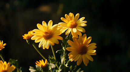 Vibrant yellow daisies bask in sunlight, their petals glowing against a dark background.