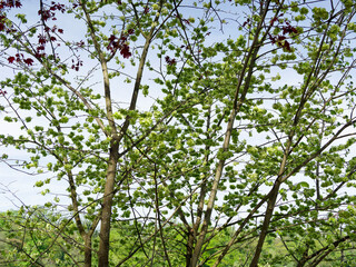 (Ulmus minor) Field elm or smooth-leaved elm with spreading branches developing small winged fruits, called samaras, scattered in the wind
