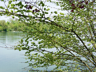 (Ulmus minor) Field elm or smooth-leaved elm bearing young foliage surrounded by fruits (Samarae)...